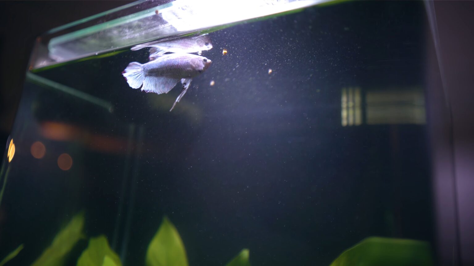 A Comprehensive Guide to Feeding Your Betta Fish From Fins to Feast Overlook Press