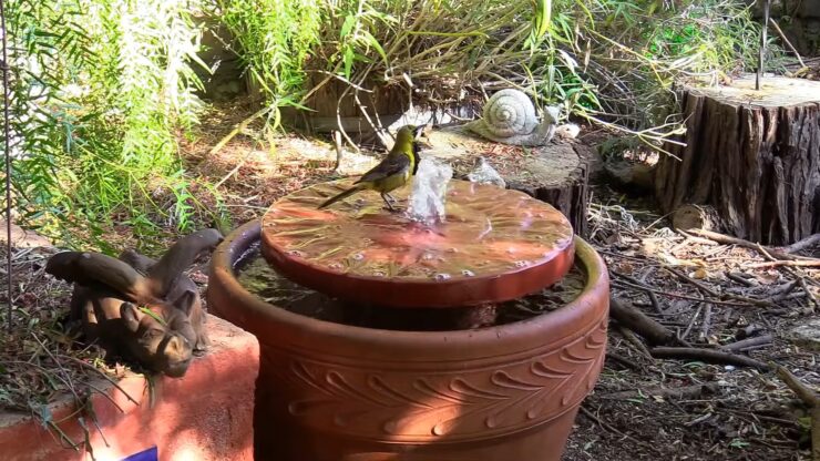 Bird Bath water flow