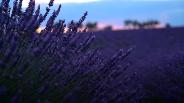 Lavender Season: When to Visit