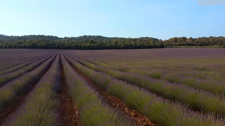 ​​Best Provence Lavender Tours 2024: Blooms, Beauty, and Beyond