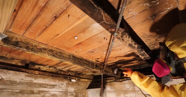Types of Mold Inspections A Diverse Toolkit